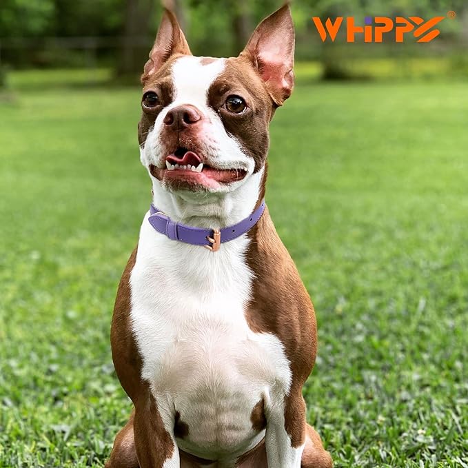 WHIPPY Leather Dog Collar for Small Medium Large Dog Adjustable Soft Breathable Leather Padded Puppy Collar with Alloy Buckle Heavy Duty Waterproof Classic Dog Pet Collar,Purple,M