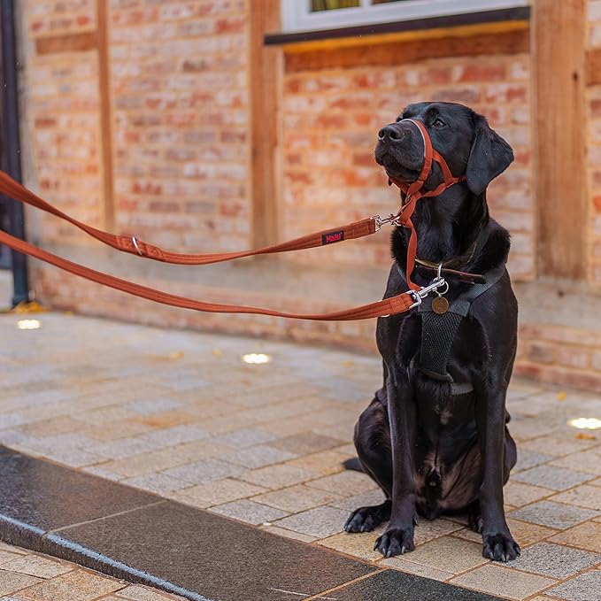 HALTI Training Leash - Multifunctional Double-Ended Dog Leash, Ideal for Anti-Pulling Dog Training. Lightweight & Durable. Suitable for Medium to Large Dogs & Puppies (Size Large, Burnt Orange, 2m)