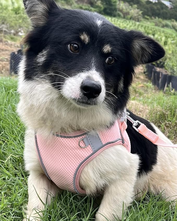 Dog Harness and Leash Set - Medium and Small Dog, Puppy, Vest Style - Peach