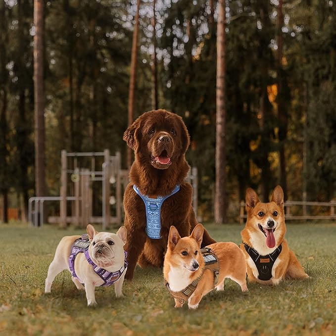 Dog Harness for X-Small Dog Breed, Light Pet Vest Harness with 2 Leash Clips and 3 Buckles, Easy to Wear, Adjustable Reflective Soft Padded, Boston Terrier, Beagle, Poodles, Orange XS