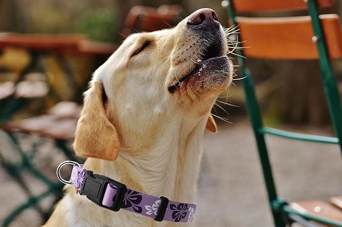 Dog Collar, Cute Floral Pattern, Soft and Adjustable Collar with Quick Release Buckle (L (Neck 16-28", Width 1"), Hawaiian Purple)