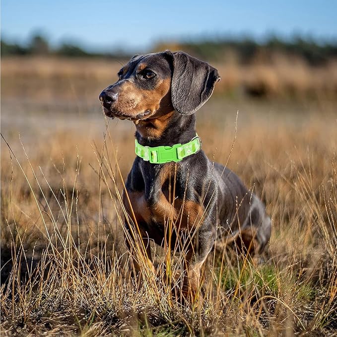 Dog Collar - Cute Green Avocado Design, Soft Nylon Adjustable Quick-Release Buckle, Durable Pet Collar for Boy and Girl Dogs (X-Large)