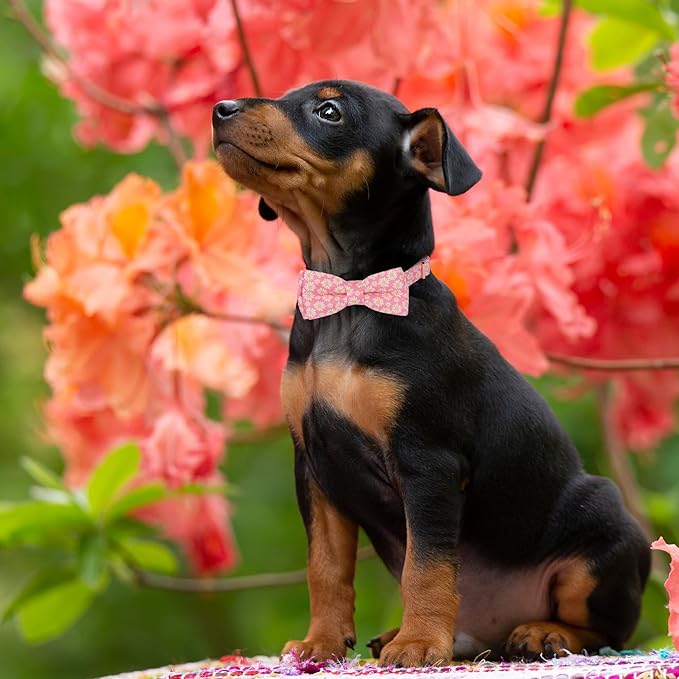 ADOGGYGO Floral Dog Collar with Bowtie, White Daisy Dog Flower Collar with Metal Buckle, Adjustable Pink Dog Floral Collars for X-Small Dogs (X-Small)