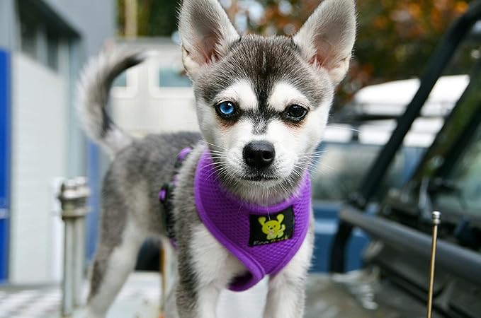 EcoBark Dog Harness - Eco-Friendly Max Comfort Harnesses - Luxurious Soft Mesh Halter - Over The Head Harness Vest- No Pull and No Choke for Small, Toy Breed, and Teacup Dogs (XS, Purple)