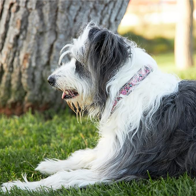 Dog Collar for Small Medium & Large Dogs - Heavy Duty Cotton Collar, Long Lasting, Adjustable, Strong and Durable and Quick Release Buckle, Quality Pink – Get It Now!