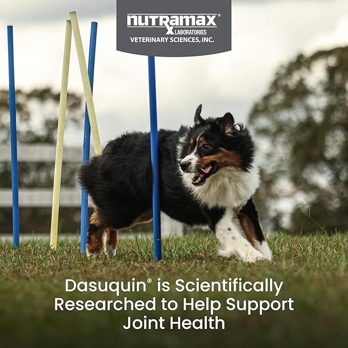 Nutramax Laboratories Dasuquin with MSM Joint Health Supplement for Large Dogs - With Glucosamine, MSM, Chondroitin, ASU, Boswellia Serrata Extract, and Green Tea Extract, 84 Soft Chews