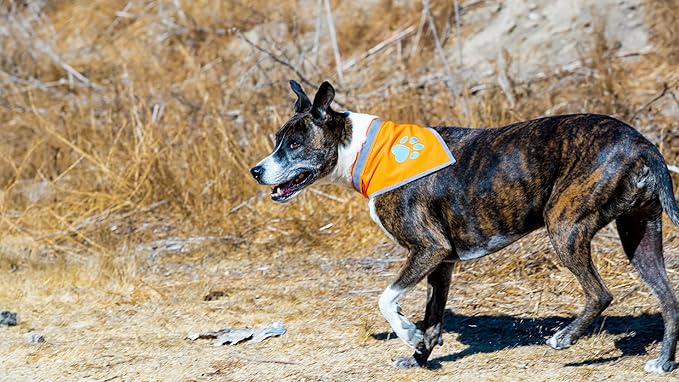 Orange Dog Bandana. Hi-Visibility Reflective Blaze Orange Bandana for Large and Small Pets. Safety Accessories for Walking, Camping, and Off Leash Exploration.