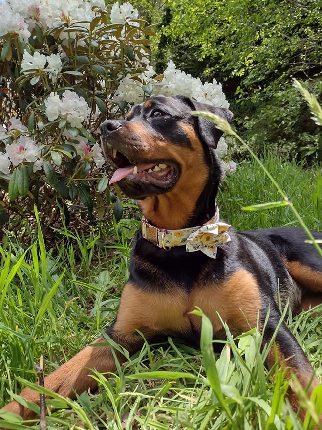 Elegant little tail Sunflower Girl Dog Collar for Female Dogs, Pet Collar Adjustable Dog Collars with Flower Gift for X-Large Dogs