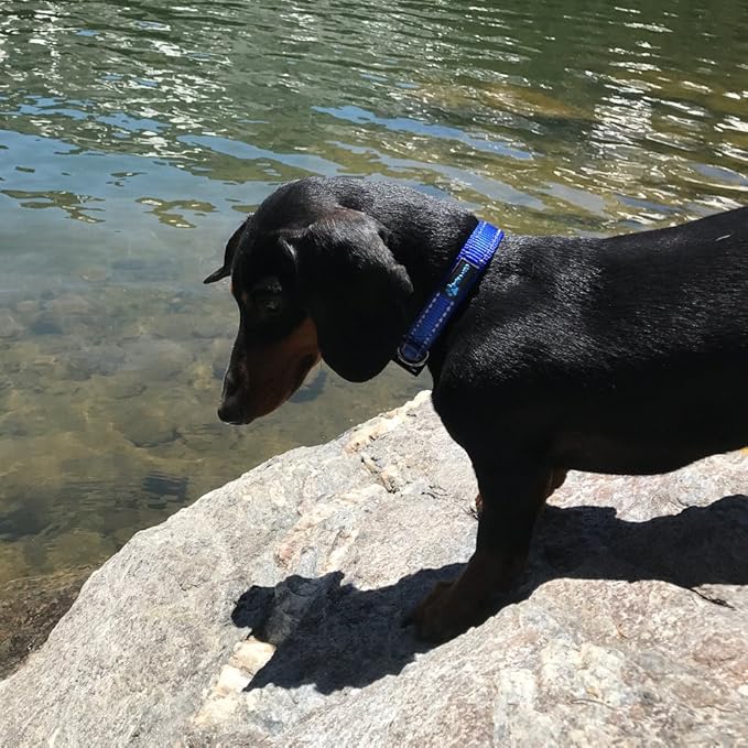 Max and Neo MAX Reflective Metal Buckle Dog Collar - We Donate a Collar to a Dog Rescue for Every Collar Sold (X-Small, Red)