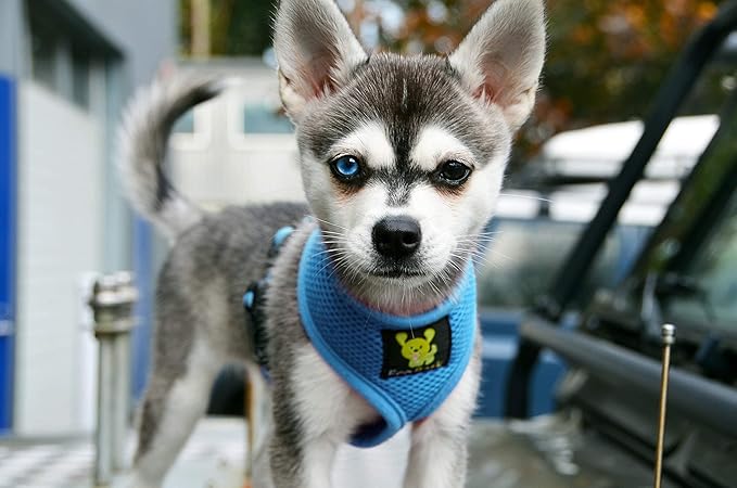 EcoBark Dog Harness - Eco-Friendly Max Comfort Harnesses - Luxurious Soft Mesh Halter - Over The Head Harness Vest- No Pull and No Choke for Small, Toy Breed, and Teacup Dogs (XS, Baby Blue)