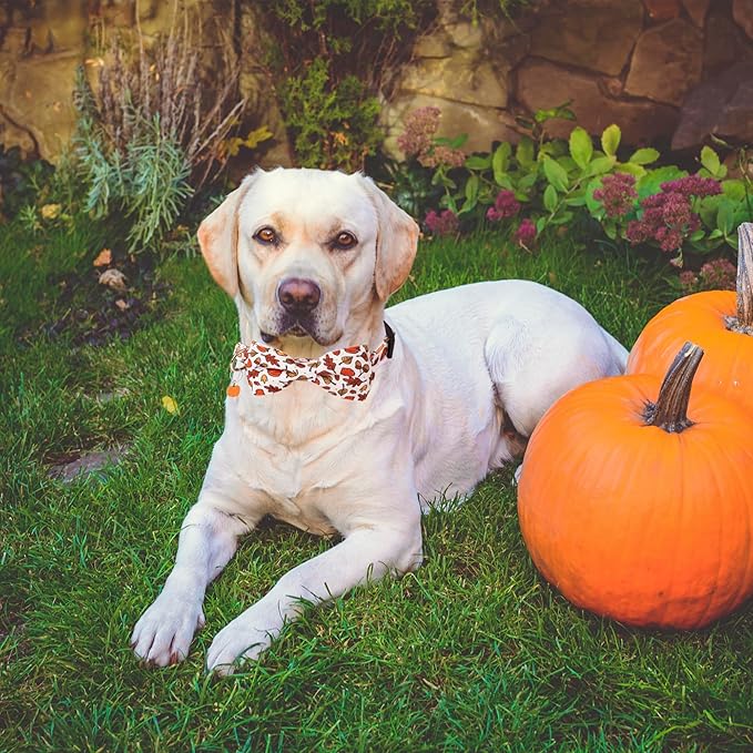 ADOGGYGO Thanksgiving Dog Collar with Bowtie, Fall Pumpkin Pet Thanksgiving Collars with Detachable Bow, Adjustable Fall Collars for Small Medium Large Dogs (Large)