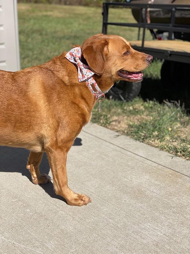 Unique style paws Dog Collar Bow tie Collar Adjustable Collars for Dogs and Cats Small Medium Large