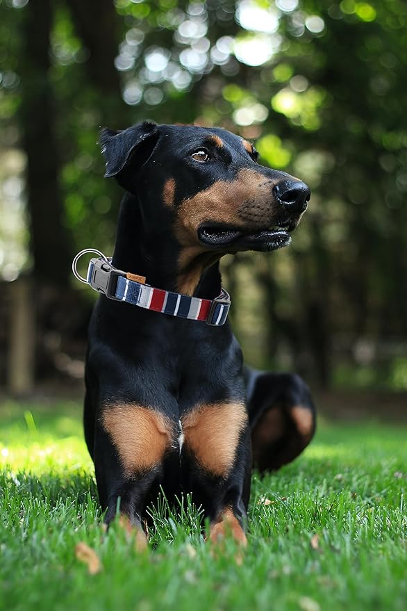 Dog Collar, Cute Multi Stripe Pattern, Neoprene Padded and Adjustable Collar with Quick Release Buckle, Reinforced Structure (L (Neck 18-28", Width 1"), Rainbow Navy)