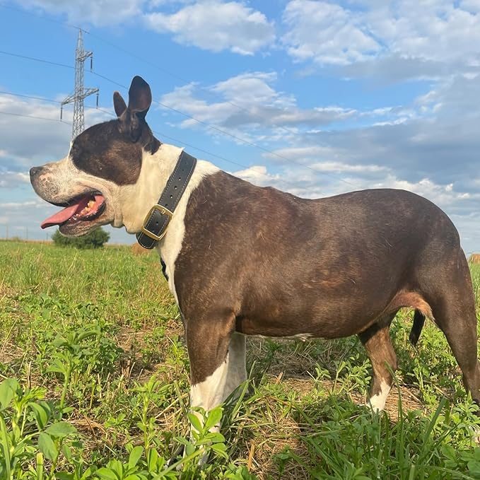 ADITYNA Heavy Duty Leather Dog Collar for Medium Dogs - Soft and Strong Leather Collar for Walking, and Training (Black - Gold Colored Buckle, Medium: Fit 13" - 20" Neck)