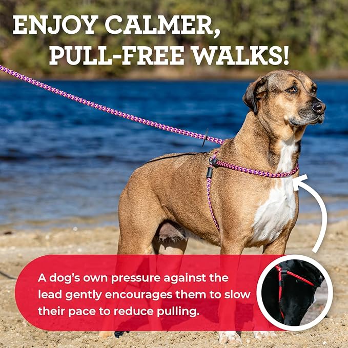 Harness Lead No Pull Dog Harness and Leash Set, Anti Pull Dog Harness, One-Piece Cushioned Rope Safely Prevents Escaping and Pulling *New Insert is Removable (Medium/Large, Reef)