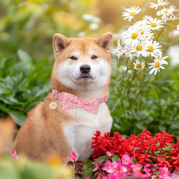ADOGGYGO Floral Dog Collar with Bowtie, White Daisy Dog Flower Collar with Metal Buckle, Adjustable Pink Dog Floral Collars for Medium Dogs (Medium)
