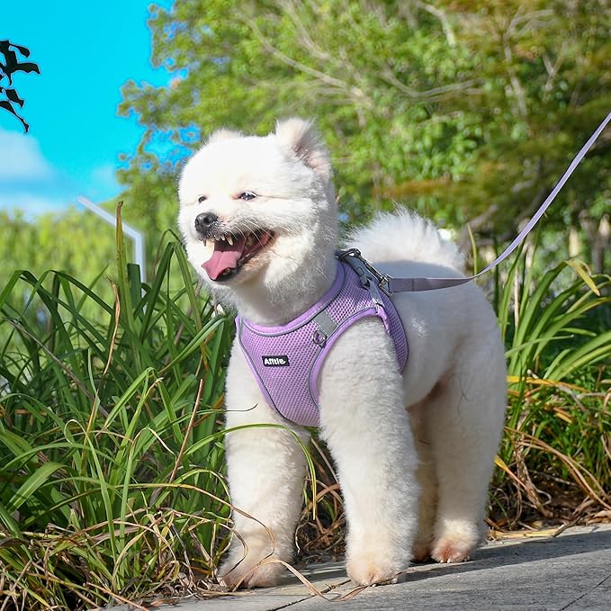AIITLE Puppy Harness and Leash Set for Walking, Step in Dog Harness, Soft Breathable Pet Supplies, Reflective Bands, for Extra Small Dogs and House Cats Purple XXXS