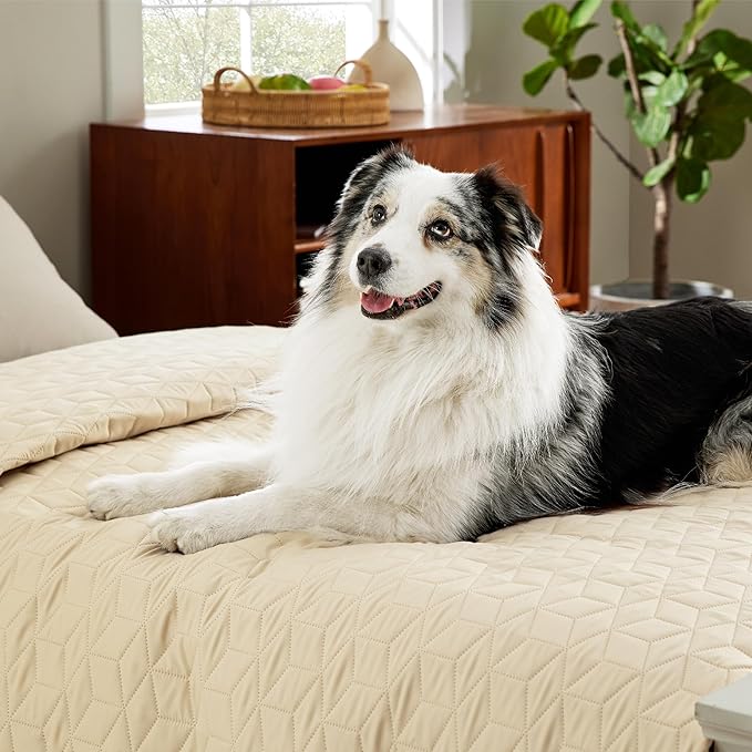 Bedsure 100% Waterproof Couch Cover for Dogs Washable - Non Slip Waterproof Dog Blanket for Couch Sofa, Lightweight Furniture Protector Durable for Pet Cat Puppy with Non-Slip Bottom, Beige, 30x70IN