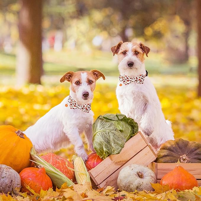 ADOGGYGO Thanksgiving Dog Collar with Bowtie, Fall Pumpkin Pet Thanksgiving Collars with Detachable Bow, Adjustable Fall Collars for Small Medium Large Dogs (Small)