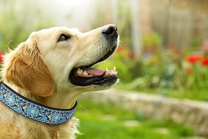 Dog Collars for Small Medium & Large Dogs Puppy Quick Release Buckle, Long Lasting, Adjustable, Heavy Duty Collars