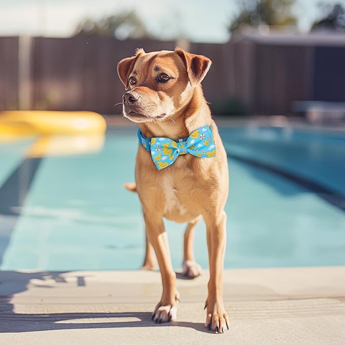 azuza Dog Collar with Bow Tie, Soft and Comfortable Adjustable Bowtie Dog Collar for Puppy and Small Dogs (XS, Yellow Duck)