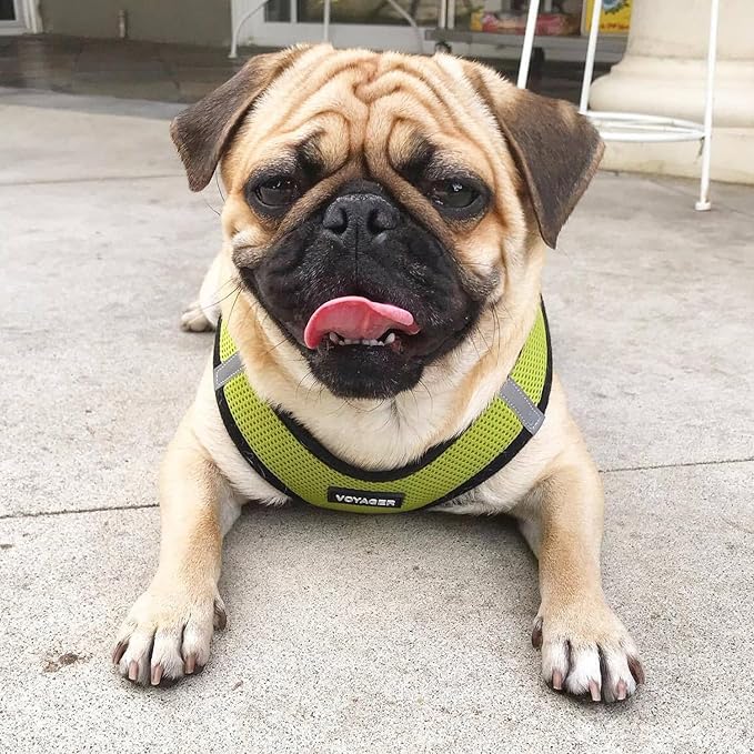 Voyager Step-in Air All Weather Mesh Harness and Reflective Dog 5 ft Leash Combo with Neoprene Handle, for Small, Medium and Large Breed Puppies by Best Pet Supplies - Lime/Black Trim, X-Large