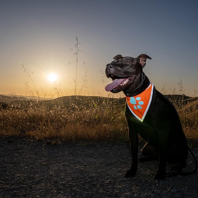 Orange Dog Bandana. Hi-Visibility Reflective Blaze Orange Bandana for Large and Small Pets. Safety Accessories for Walking, Camping, and Off Leash Exploration.