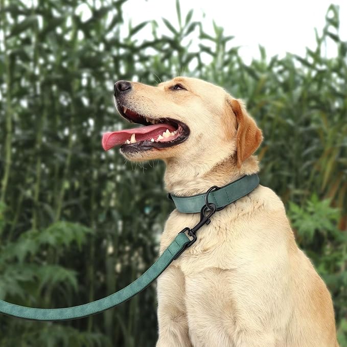 Didog Soft Padded Leather Dog Collar and Leash Set, Heavy Duty Dog Lead and Collar Set with Metal Buckle, Breathable Pet Collars with 4FT Leather Leash for Small Medium Dogs, Green, M