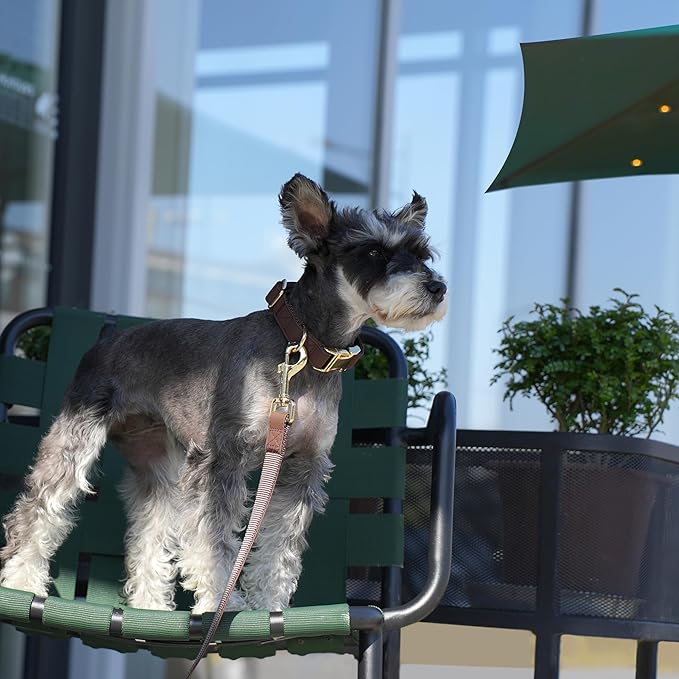 PET ARTIST Bright & Classic Leather Dog Collar, Durable & Heavy Duty Dog Collars with Quick Release Metal Buckle, Adjustable Nylon Padded Pet Collar for Small Dogs, Neck Fit 9-14"