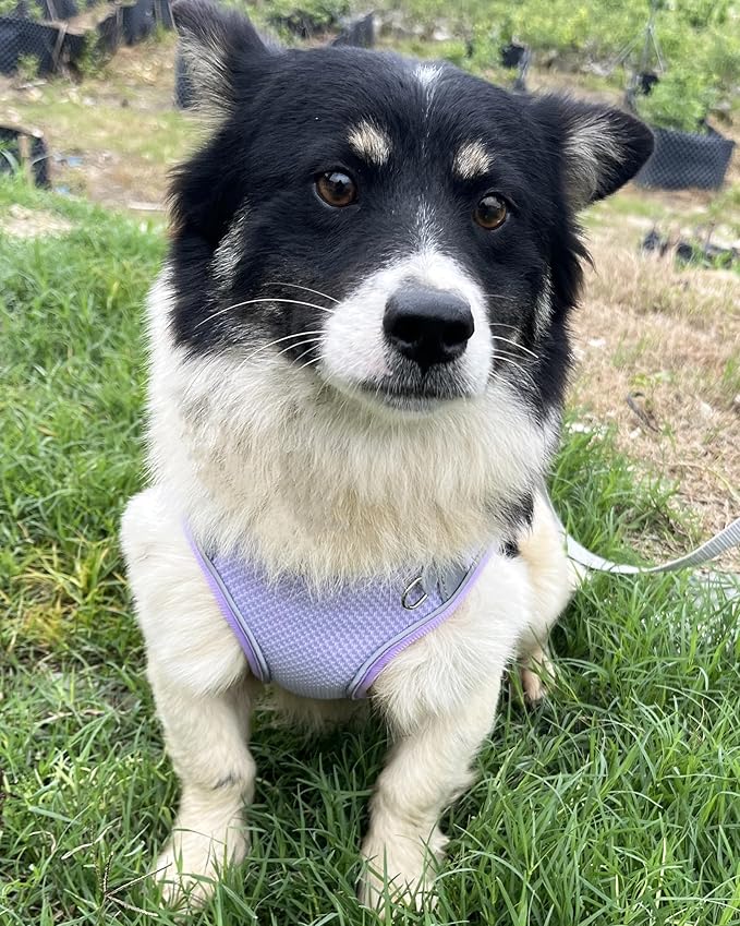 Dog Harness and Leash Set for Small Medium Dogs, Puppy Harness, Purple, M