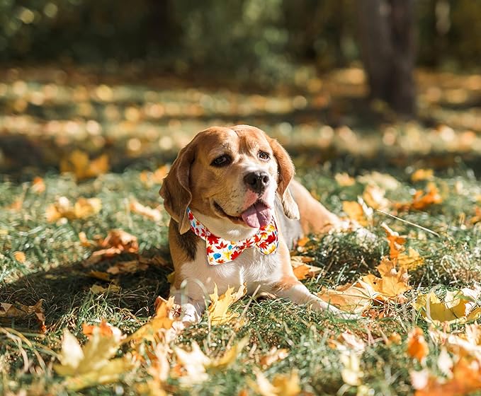 Tunkoo Fall Dog Collar with Elegant Bow Tie - Durable, Adjustable and Stylish Autumn Pet Collar, Available in Small Medium Large, S