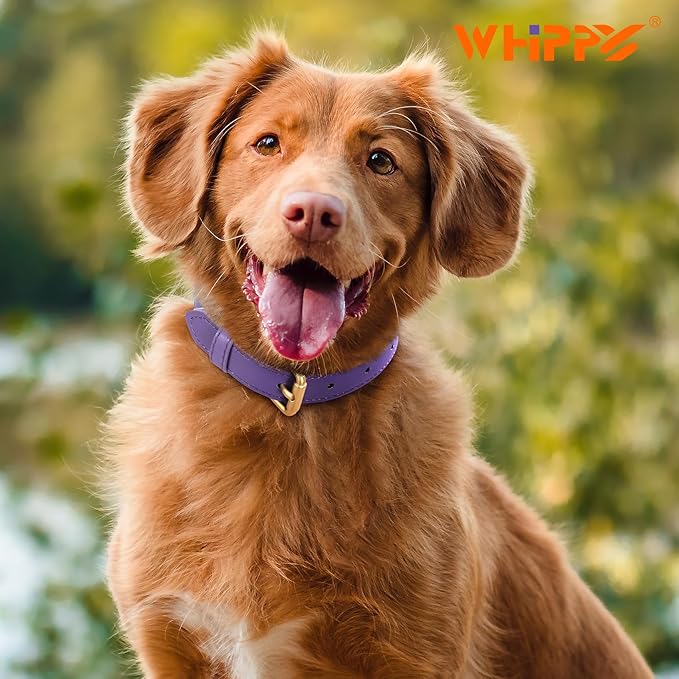 WHIPPY Leather Dog Collar for Small Medium Large Dog Adjustable Soft Breathable Leather Padded Puppy Collar with Alloy Buckle Heavy Duty Waterproof Classic Dog Pet Collar,Purple,M