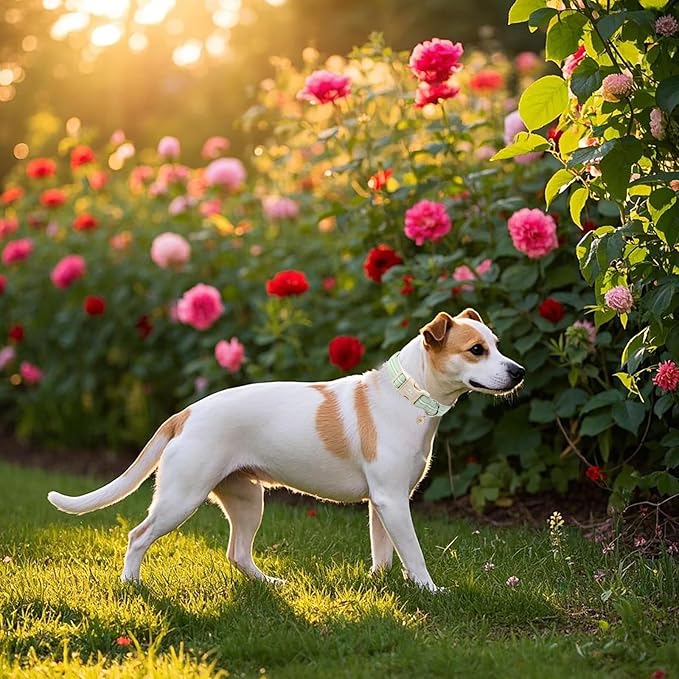 Cotton Dog Collar, Cute Green Summer Puppy Collar with Plastic Buckle, Adjustable Soft Natural Fabric Pet Collar for Small Medium Large Dogs
