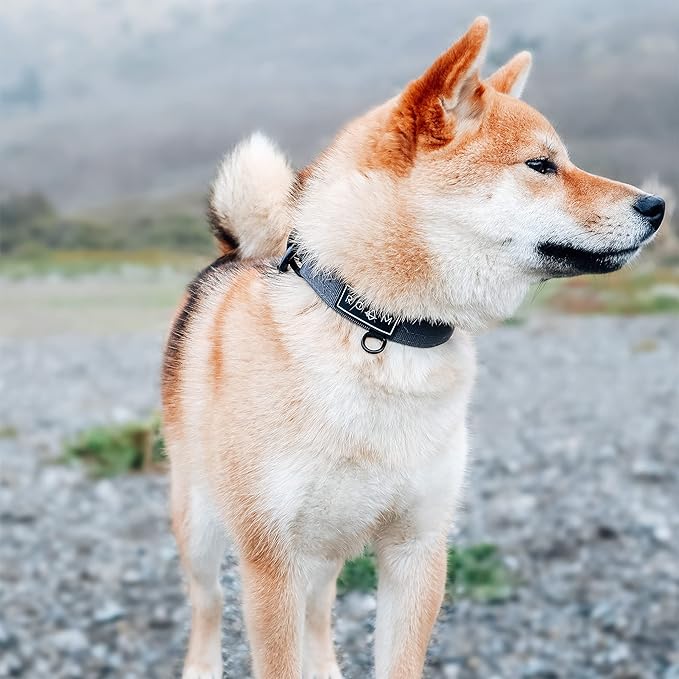 Made to ROAM Premium Dog Collar - Adjustable Heavy Duty Nylon Collar with Quick-Release Metal Buckle (Oregon Haze, Classic Size 3.5, Old Roam Logo)