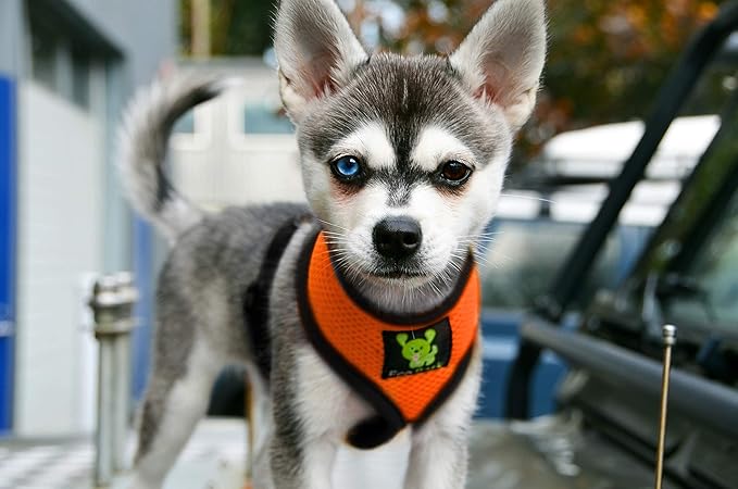 EcoBark Dog Harness - Eco-Friendly Max Comfort Harnesses - Luxurious Soft Mesh Halter - Over The Head Harness Vest- No Pull and No Choke for Small, Toy Breed, and Teacup Dogs (XS, Orange)