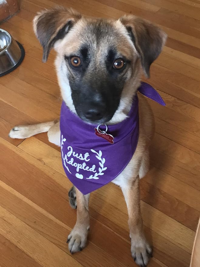 Just Adopted Dog Bandana (20 Navy, One Size)