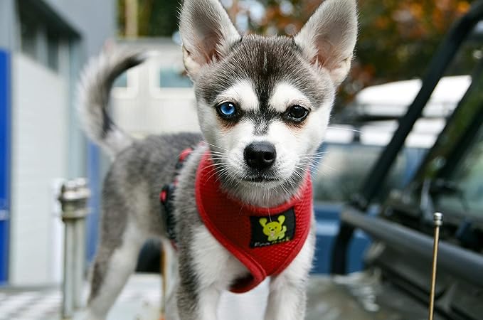 EcoBark Dog Harness - Eco-Friendly Max Comfort Harnesses - Luxurious Soft Mesh Halter - Over The Head Harness Vest- No Pull and No Choke for Extra Small, Toy Breed, and Teacup Dogs (XS, Red)