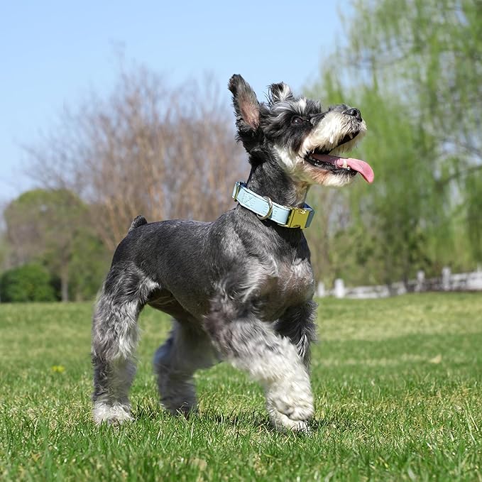 PET ARTIST Soft Leather Dog Collar for Small Dogs, Bright & Classic Nylon Padded Heavy Duty Dog Collar Leather with Quick Release Metal Buckle Adjustable for Male Dogs, Neck Fit 9-14"