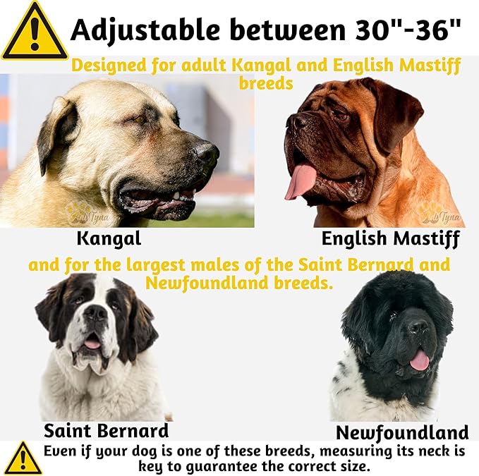ADITYNA - Giant Dogs Collar - Adjustable XXL Collar 30 to 36 Inches - Designed Exclusively for Extra-Large Dog Breeds Like Huge Mastiff, Kangal, Saint Bernard - Heavy Duty Collar with Handle