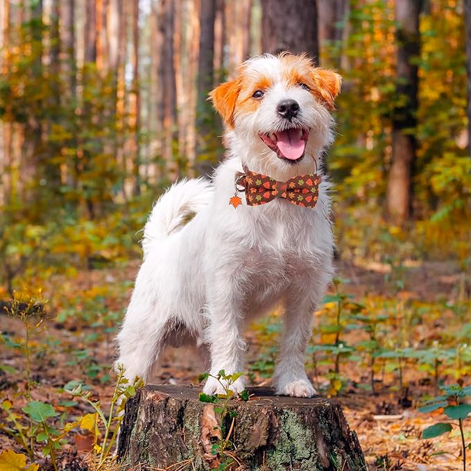 ADOGGYGO Fall Dog Collar with Bowtie, Adjustable, Brown, Maple Leaves Pattern, Halloween Thanksgiving Fall Bow Collars for Small Medium Large Dogs (Small)
