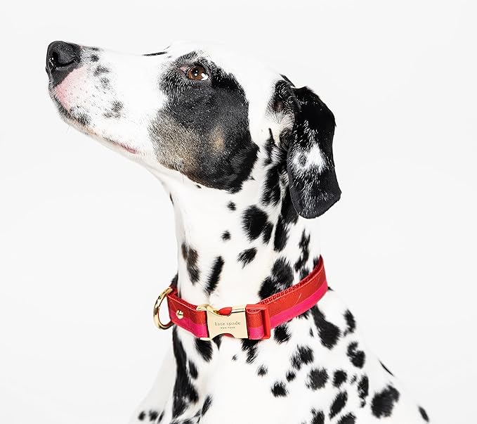 Kate Spade New York Cute Dog Collar with Gold Metal Buckle, 15.5" to 24" Adjustable Collar for Female or Male Dogs, Medium and Large Breeds (Red and Pink)