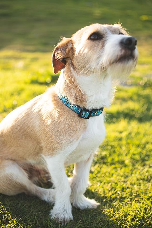 Dog Collars for Small Medium & Large Dogs Durable, Long Lasting, Adjustable, Heavy Duty Collars for Girl and Boy Puppy with Quick-Release Plastic Buckle.