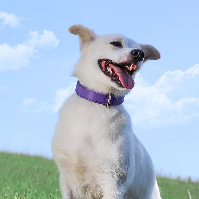 Didog Soft Padded Dog Collars for Medium Dogs, Lightweight and Breathable Purple Dog Collar Waterproof with Metal Buckle, Purple, M