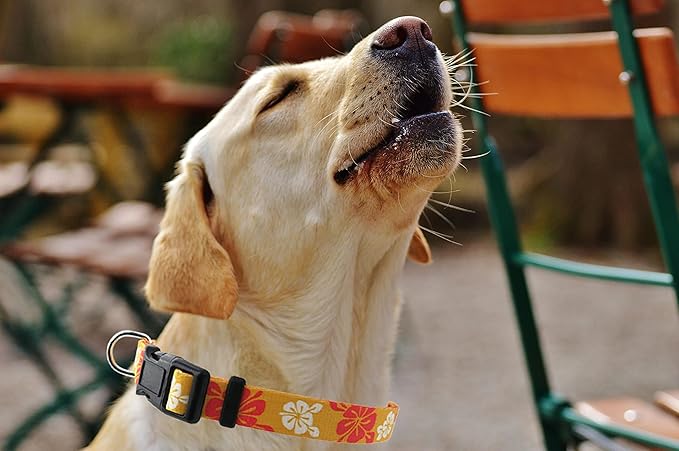 Dog Collar, Cute Floral Pattern, Soft and Adjustable Collar with Quick Release Buckle (L (Neck 16-28", Width 1"), Hawaiian Orange)