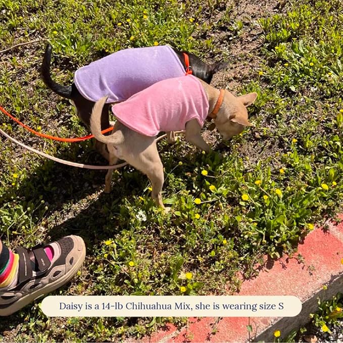 Little Beast Dog Clothes - Pet Clothes for Large, Medium, and Small Dogs (Dog Shirts Come in Multiple Colors and Styles) - Size: XX-Small Dogs, Purple