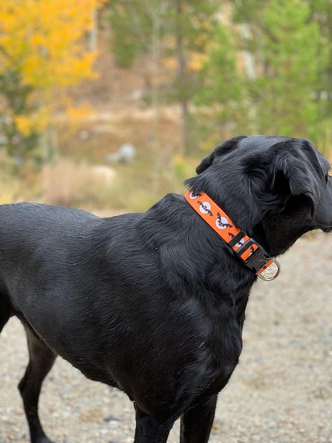 Native Pup Halloween Dog Collar- Spooky Fall Themed Horror Costume Collars- Skull, Pumpkin, Ghost, Bat, Witch, Candy Corn, Spider- Adjustable for Small, Medium, Large Breeds (Large, Bats and Moon)