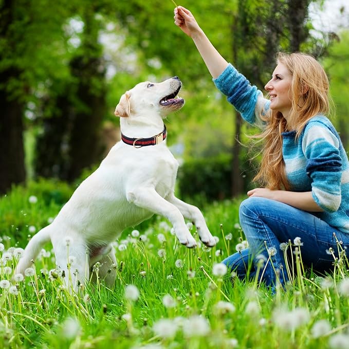 Elegant and Nobility Dog Collar, Comfortable and Durable Pet Collars,Luxury Dog Collars Packing Gift for Big Large Dogs