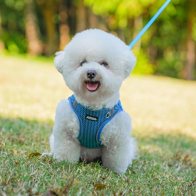 AIITLE No Pull Harness for Small Dogs - Step in Puppy Harness with Super Breathable Mesh, Reflective Adjustable Pet Harness for Outdoor Walking, Training for Small Dogs, Cats Royal Blue XS