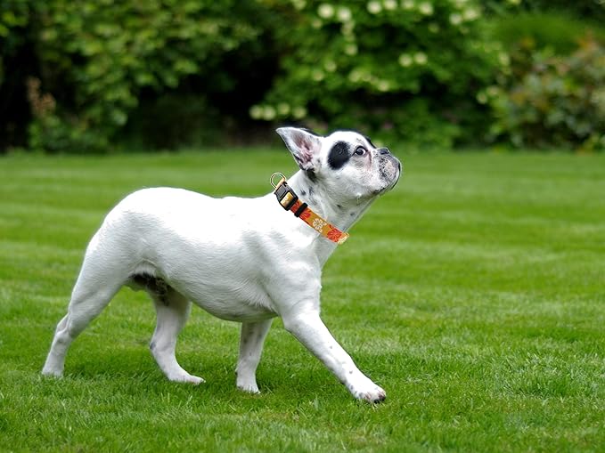 Dog Collar, Cute Floral Pattern, Soft and Adjustable Collar with Quick Release Buckle (M (Neck 14-24", Width 3/4"), Hawaiian Orange)