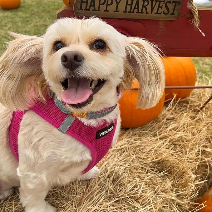 Voyager Step-in Air All Weather Mesh Harness and Reflective Dog 5 ft Leash Combo with Neoprene Handle, for Small, Medium and Large Breed Puppies by Best Pet Supplies - Set (Fuchsia), XL